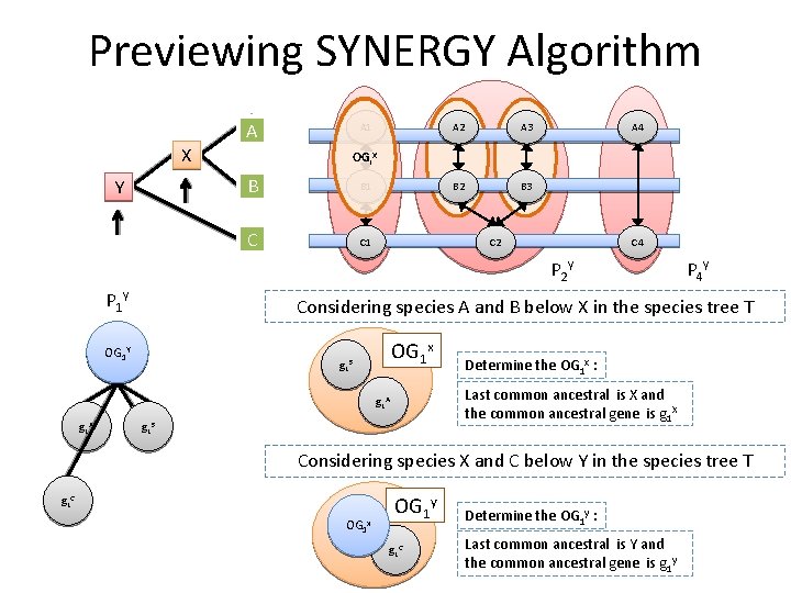 Previewing SYNERGY Algorithm A X Y A 1 A 2 A 3 B 2