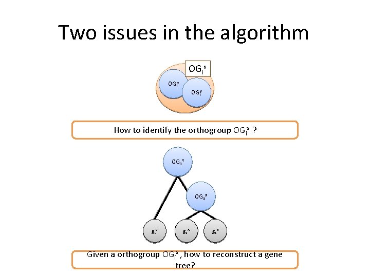 Two issues in the algorithm OGix OGiz OGiy How to identify the orthogroup OGix