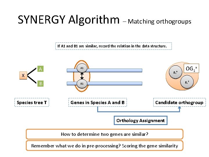 SYNERGY Algorithm – Matching orthogroups If A 1 and B 1 are similar, record SYNERGY Algorithm – Matching orthogroups If A 1 and B 1 are similar, record