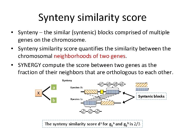 Synteny similarity score • Synteny – the similar (syntenic) blocks comprised of multiple genes