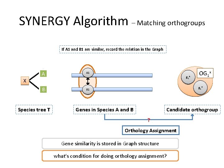 SYNERGY Algorithm – Matching orthogroups If A 1 and B 1 are similar, record