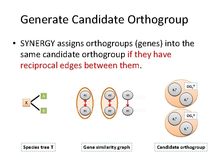 Generate Candidate Orthogroup • SYNERGY assigns orthogroups (genes) into the same candidate orthogroup if