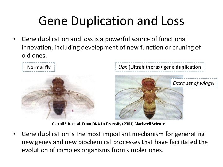 Gene Duplication and Loss • Gene duplication and loss is a powerful source of
