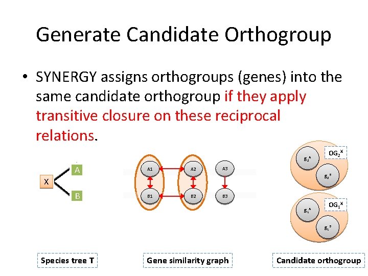 Generate Candidate Orthogroup • SYNERGY assigns orthogroups (genes) into the same candidate orthogroup if