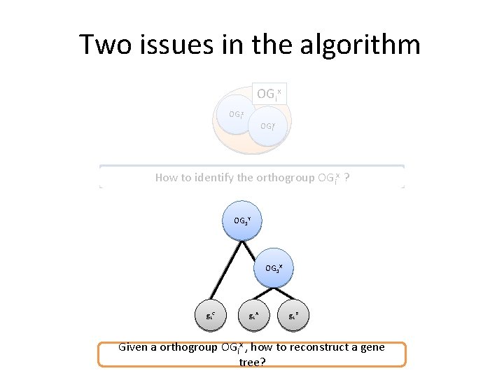 Two issues in the algorithm OGix OGiz OGiy How to identify the orthogroup OGix