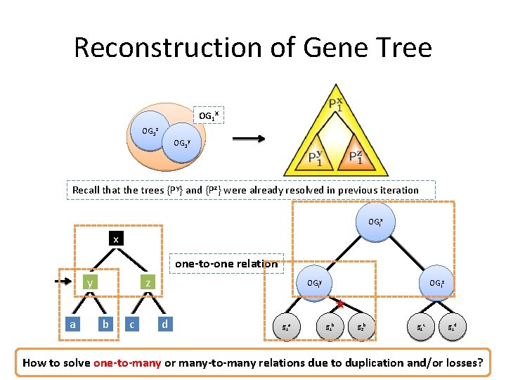 Reconstruction of Gene Tree OG 1 X OG 1 z OG 1 y Recall