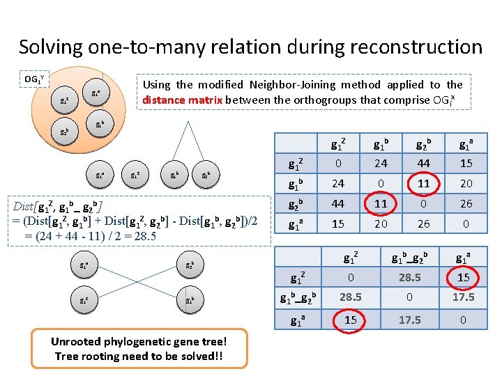 Solving one-to-many relation during reconstruction OG 1 Y Using the modified Neighbor-Joining method applied