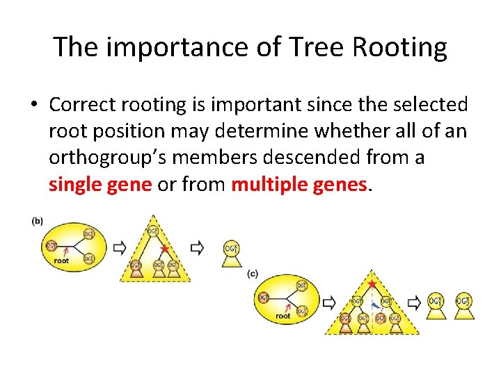 The importance of Tree Rooting • Correct rooting is important since the selected root