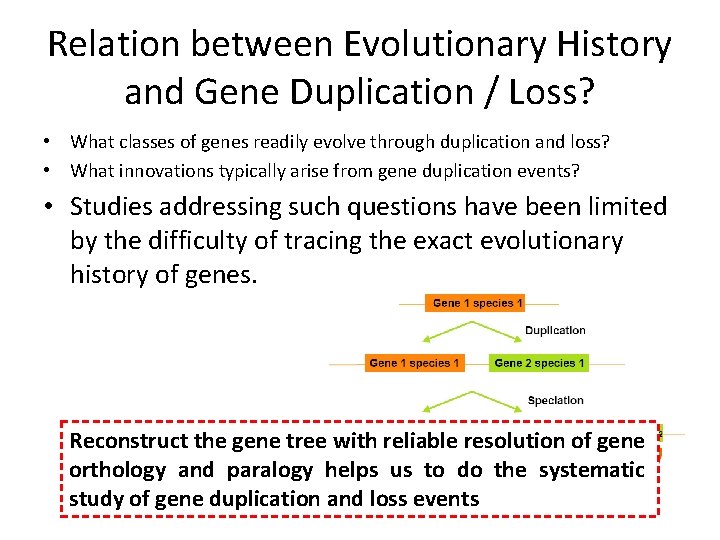 Relation between Evolutionary History and Gene Duplication / Loss? • What classes of genes