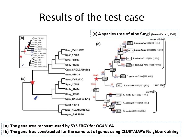 Results of the test case (c) A species tree of nine fungi (Scannell et