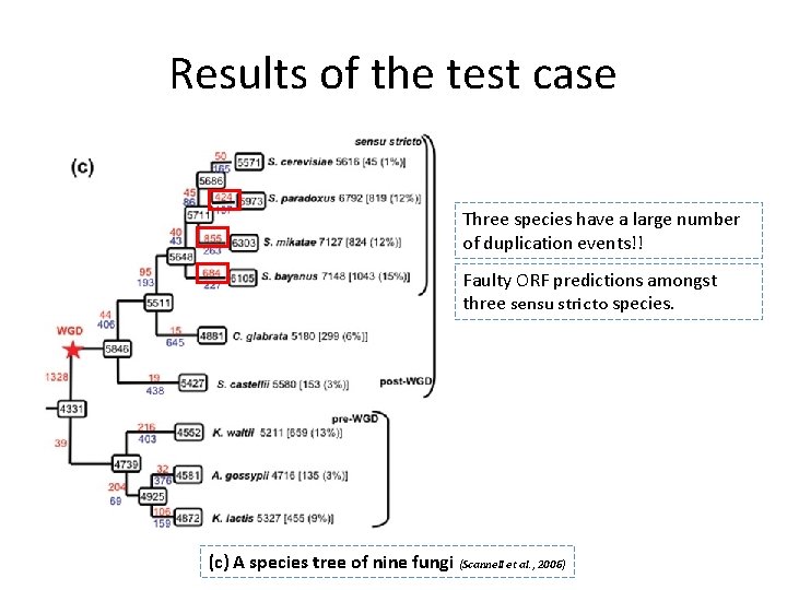 Results of the test case Three species have a large number of duplication events!!