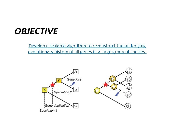 OBJECTIVE Develop a scalable algorithm to reconstruct the underlying evolutionary history of all genes