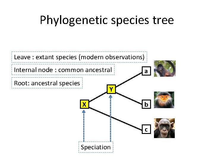 Phylogenetic species tree Leave : extant species (modern observations) Internal node : common ancestral