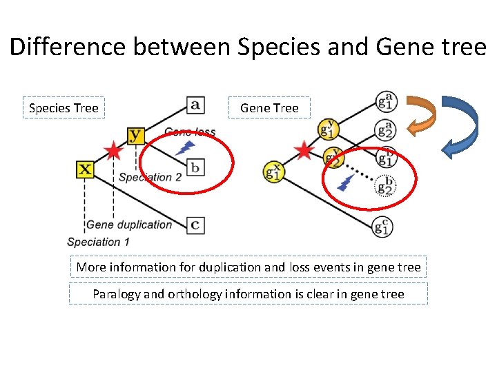 Difference between Species and Gene tree Species Tree Gene Tree More information for duplication