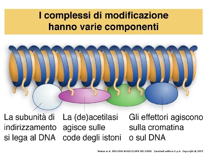 Watson et al. , BIOLOGIA MOLECOLARE DEL GENE, Zanichelli editore S. p. A. Copyright