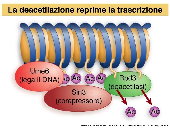 Watson et al. , BIOLOGIA MOLECOLARE DEL GENE, Zanichelli editore S. p. A. Copyright