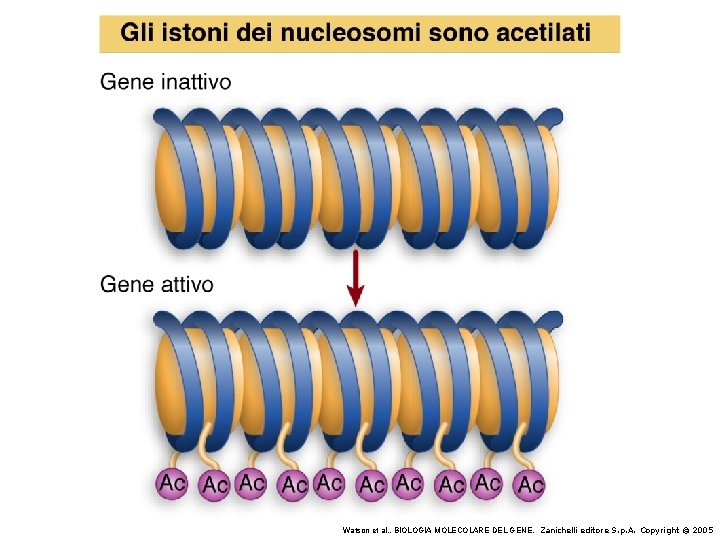 Watson et al. , BIOLOGIA MOLECOLARE DEL GENE, Zanichelli editore S. p. A. Copyright