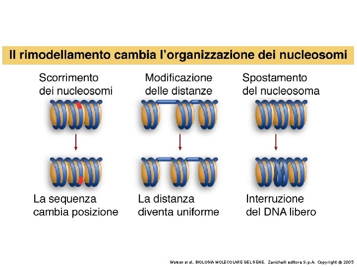 Watson et al. , BIOLOGIA MOLECOLARE DEL GENE, Zanichelli editore S. p. A. Copyright
