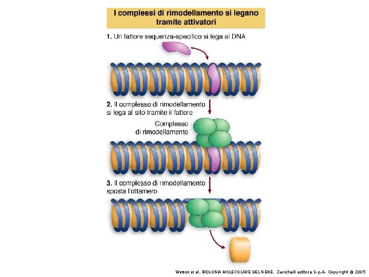 Watson et al. , BIOLOGIA MOLECOLARE DEL GENE, Zanichelli editore S. p. A. Copyright