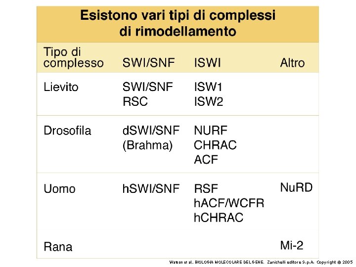 Watson et al. , BIOLOGIA MOLECOLARE DEL GENE, Zanichelli editore S. p. A. Copyright