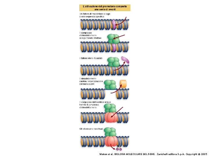 Watson et al. , BIOLOGIA MOLECOLARE DEL GENE, Zanichelli editore S. p. A. Copyright