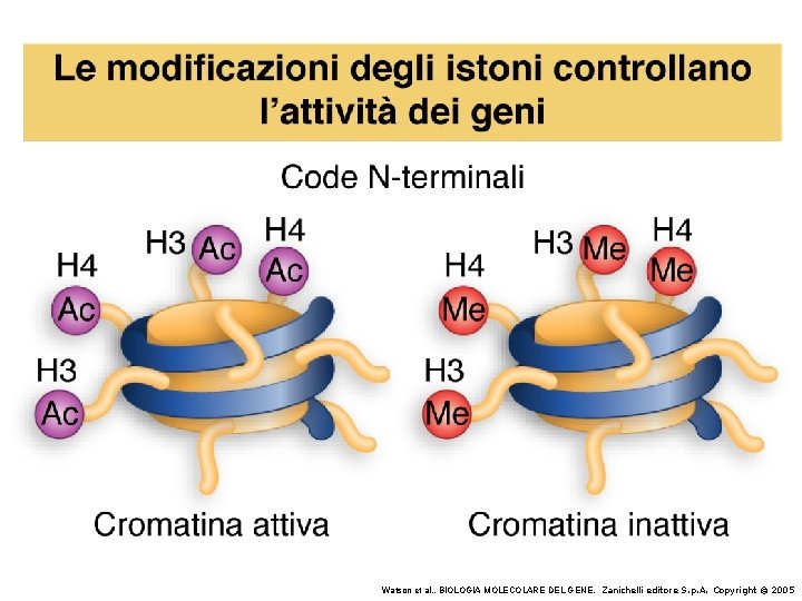 Watson et al. , BIOLOGIA MOLECOLARE DEL GENE, Zanichelli editore S. p. A. Copyright