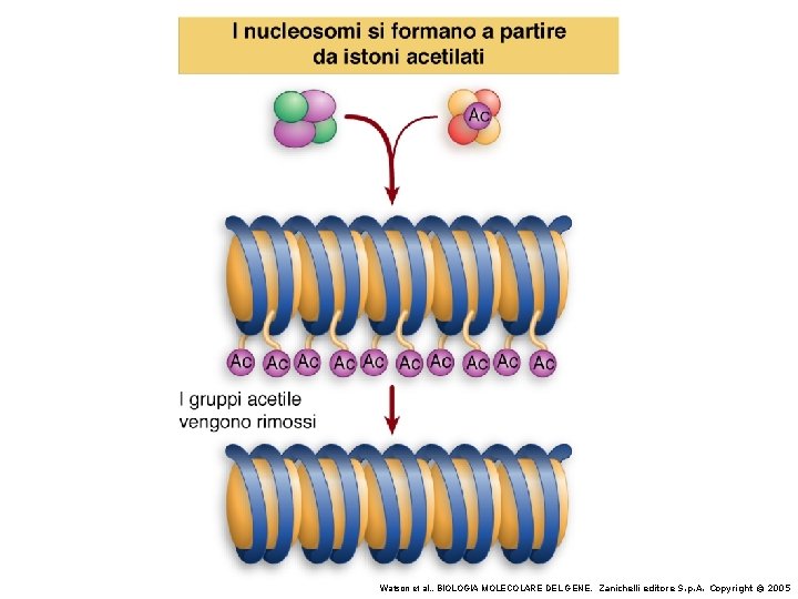 Watson et al. , BIOLOGIA MOLECOLARE DEL GENE, Zanichelli editore S. p. A. Copyright