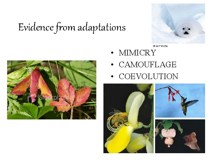 Evidence from adaptations • MIMICRY • CAMOUFLAGE • COEVOLUTION 