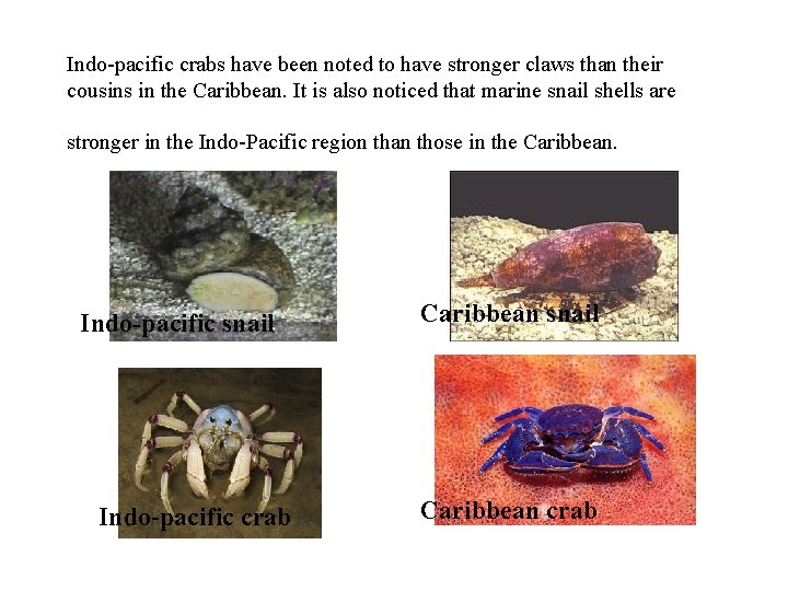 Indo-pacific crabs have been noted to have stronger claws than their cousins in the