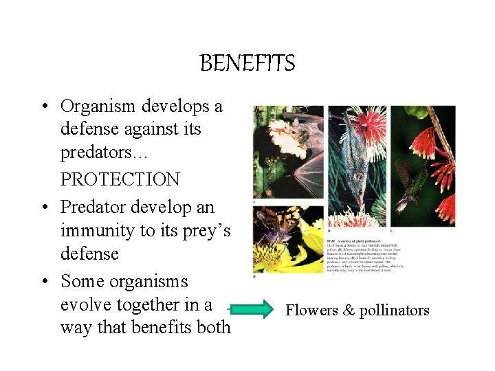 BENEFITS • Organism develops a defense against its predators… PROTECTION • Predator develop an