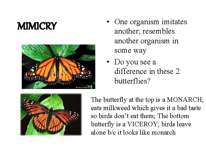 MIMICRY • One organism imitates another; resembles another organism in some way • Do