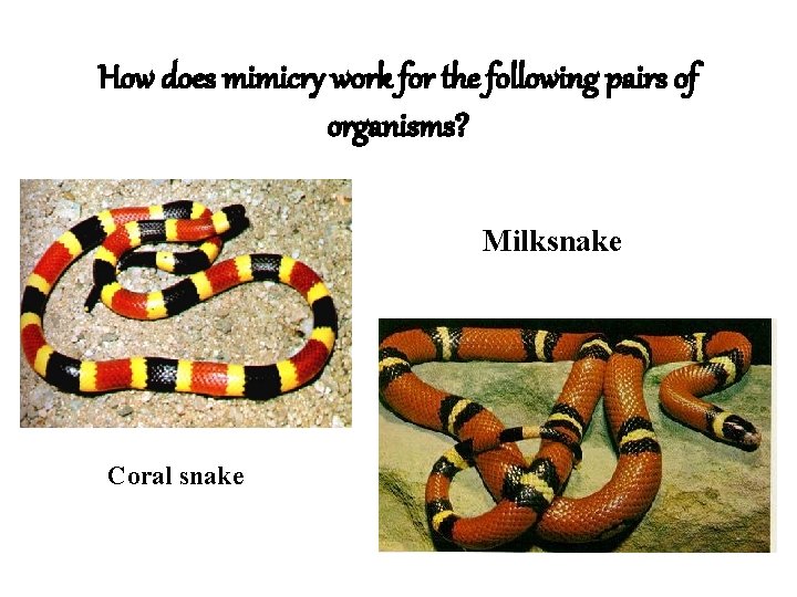 How does mimicry work for the following pairs of organisms? Milksnake Coral snake 