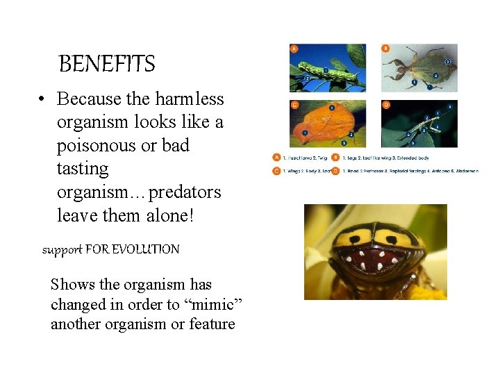 BENEFITS • Because the harmless organism looks like a poisonous or bad tasting organism…predators