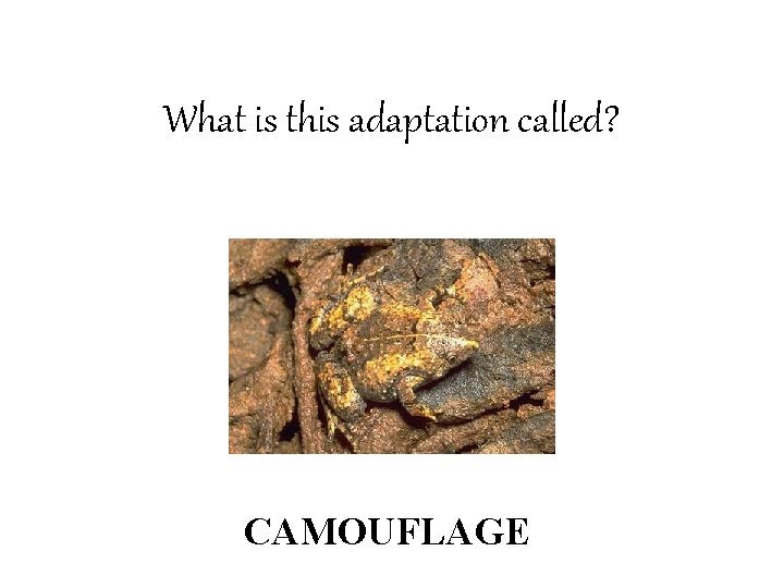 What is this adaptation called? CAMOUFLAGE 