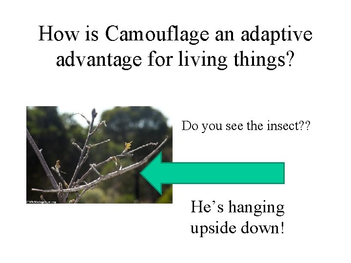 How is Camouflage an adaptive advantage for living things? Do you see the insect?