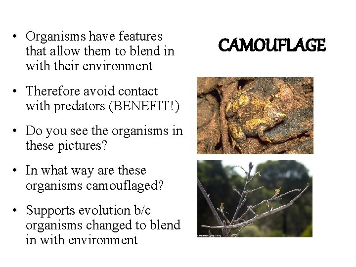  • Organisms have features that allow them to blend in with their environment