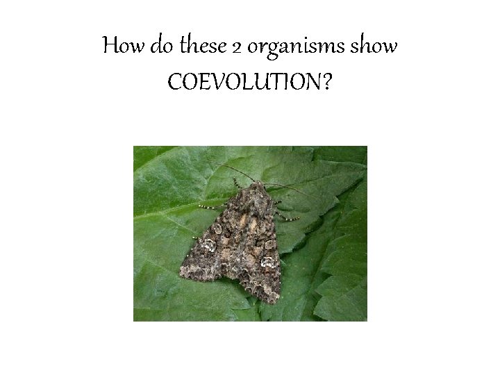 How do these 2 organisms show COEVOLUTION? 