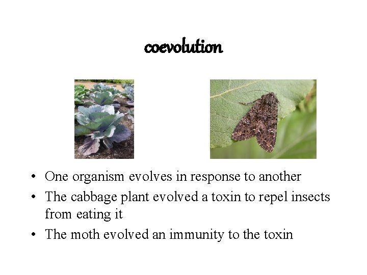 coevolution • One organism evolves in response to another • The cabbage plant evolved