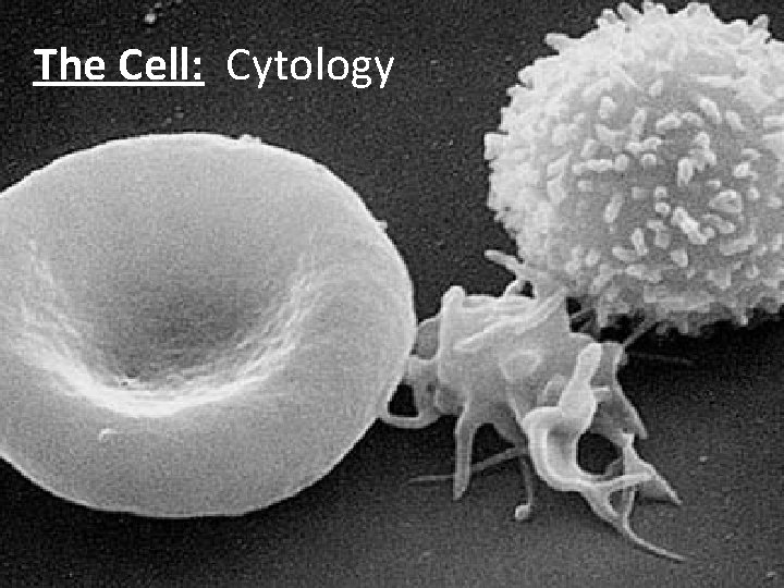 The Cell: Cytology 