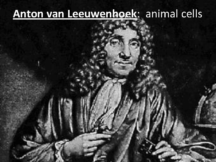 Anton van Leeuwenhoek: animal cells 