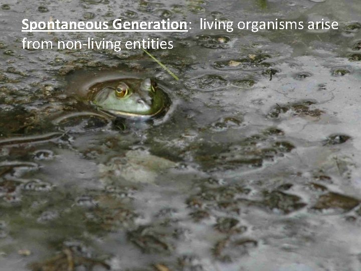 Spontaneous Generation: living organisms arise from non-living entities 