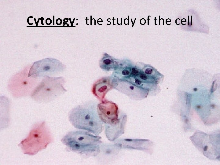 Cytology: the study of the cell 