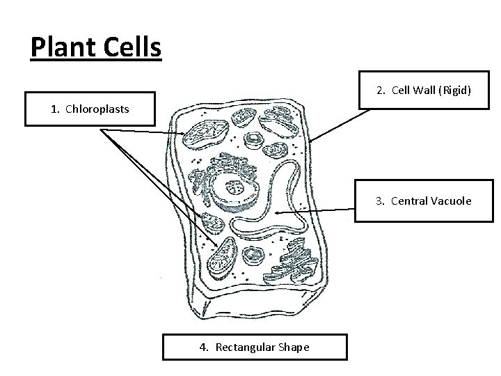 Plant Cells 2. Cell Wall (Rigid) 1. Chloroplasts 3. Central Vacuole 4. Rectangular Shape