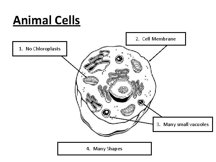 Animal Cells 2. Cell Membrane 1. No Chloroplasts 3. Many small vacuoles 4. Many