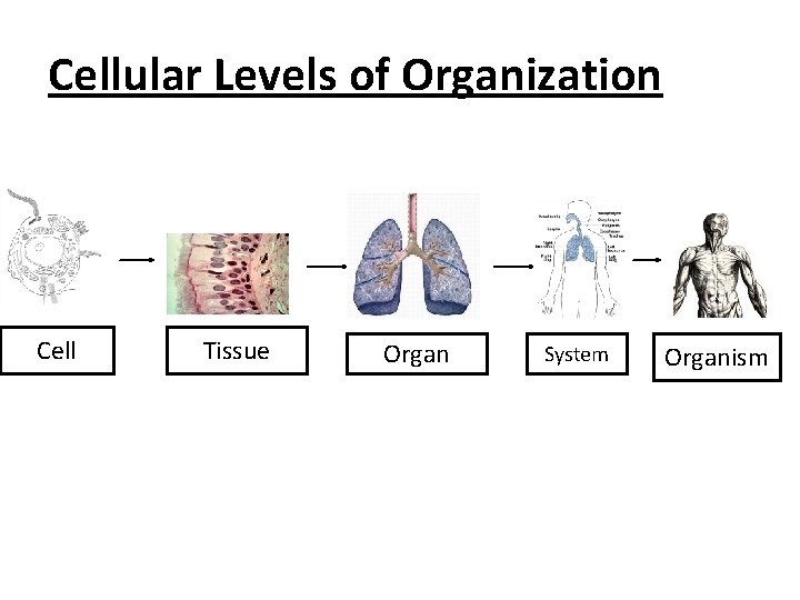 Cellular Levels of Organization Cell Tissue Organ System Organism 