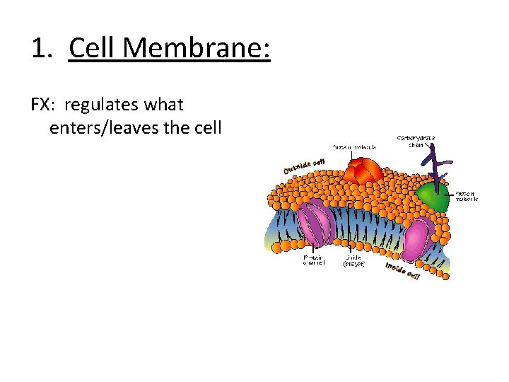 1. Cell Membrane: FX: regulates what enters/leaves the cell 