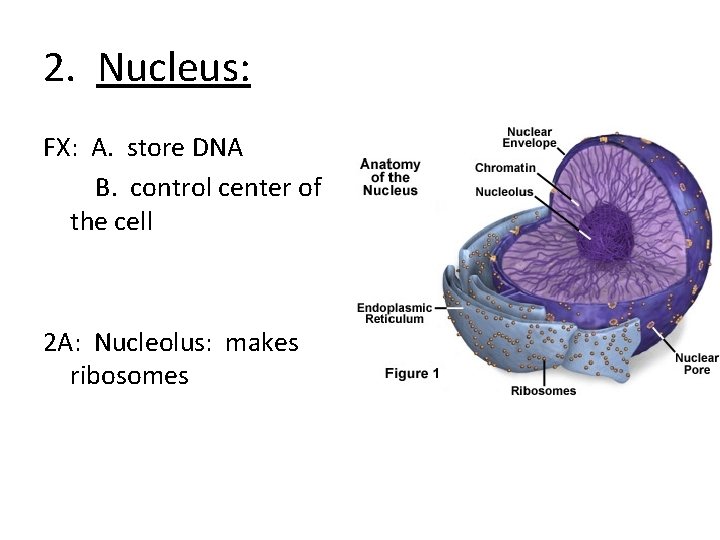 2. Nucleus: FX: A. store DNA B. control center of the cell 2 A:
