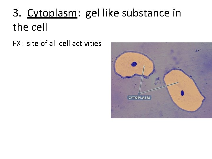 3. Cytoplasm: gel like substance in the cell FX: site of all cell activities