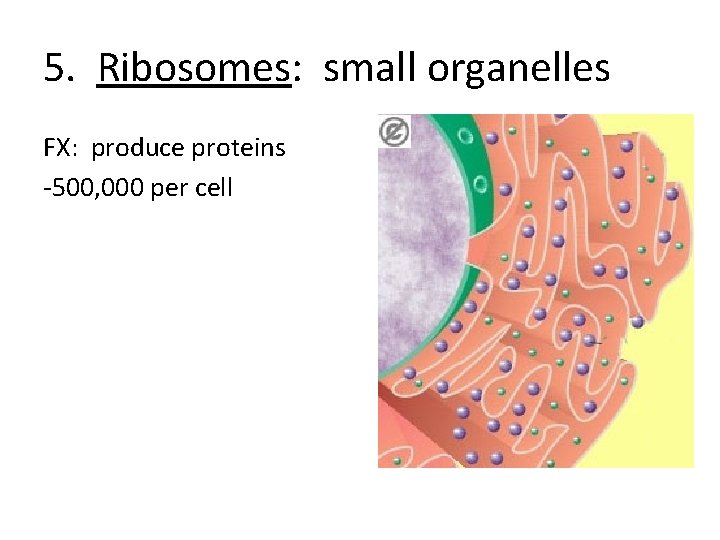 5. Ribosomes: small organelles FX: produce proteins -500, 000 per cell 