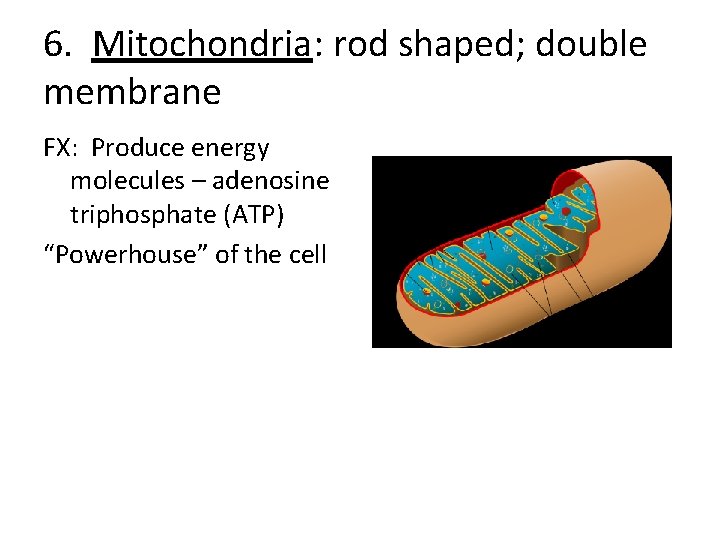 6. Mitochondria: rod shaped; double membrane FX: Produce energy molecules – adenosine triphosphate (ATP)